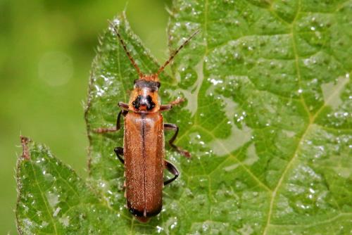 Cantharis terminata